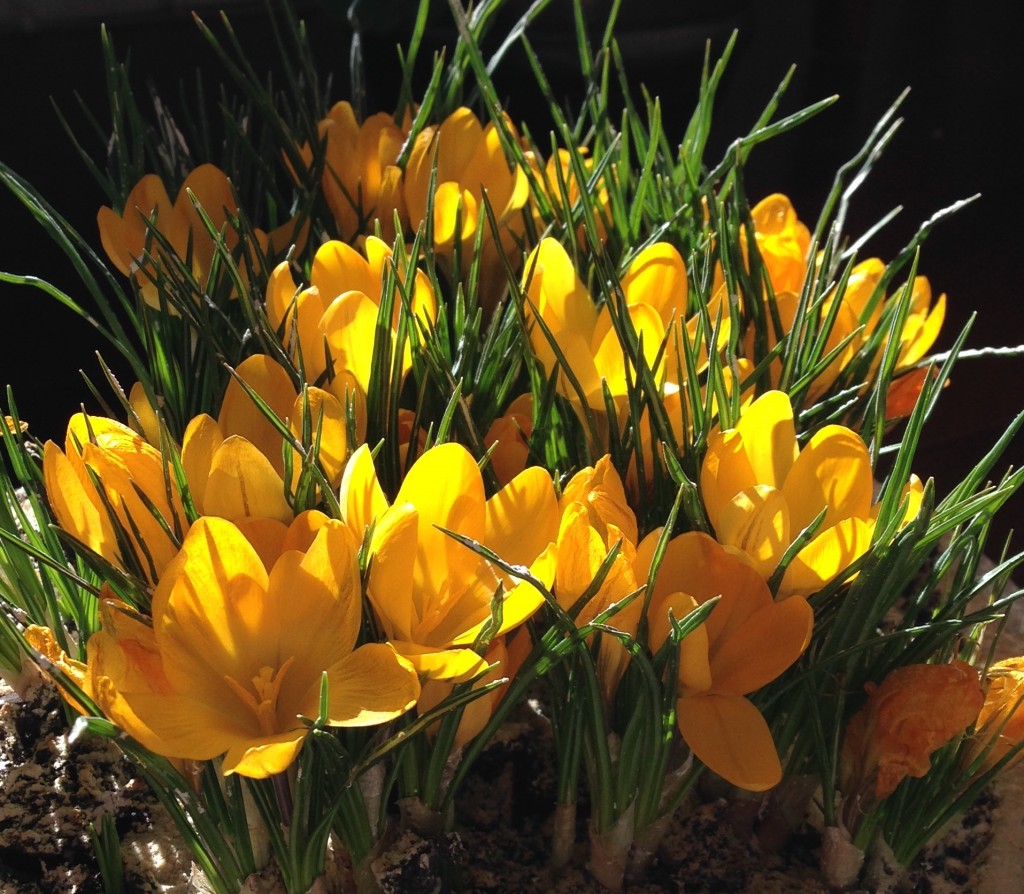 morning crocus